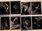 japanese birds stencils for solar printing