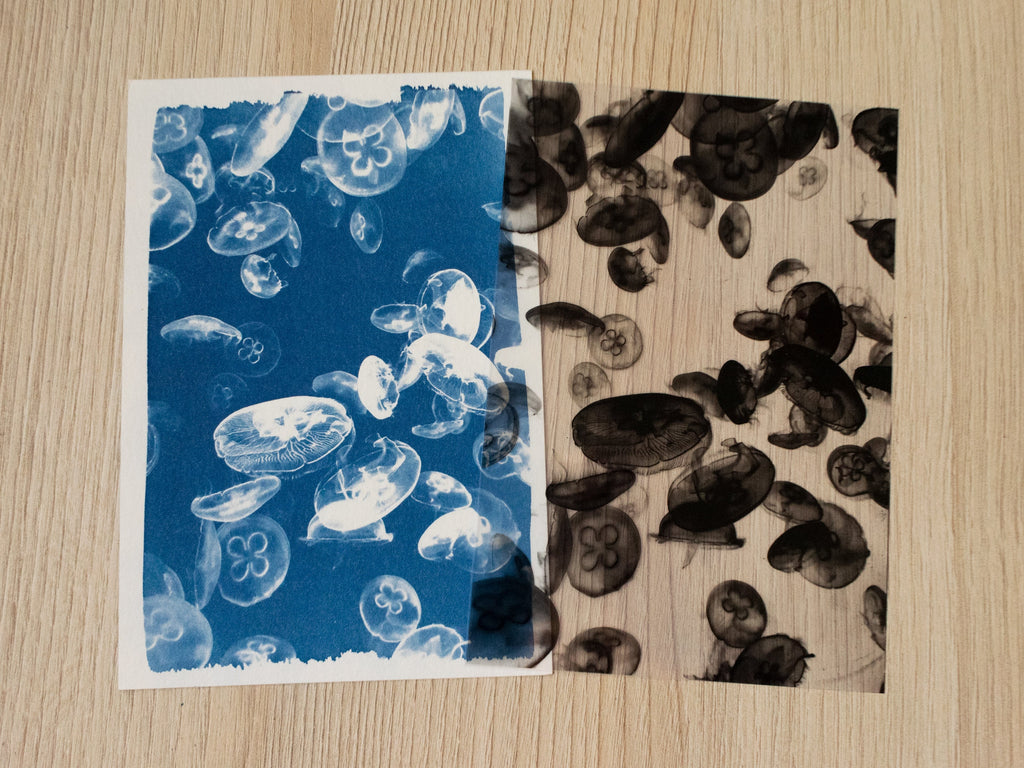 jellyfish art