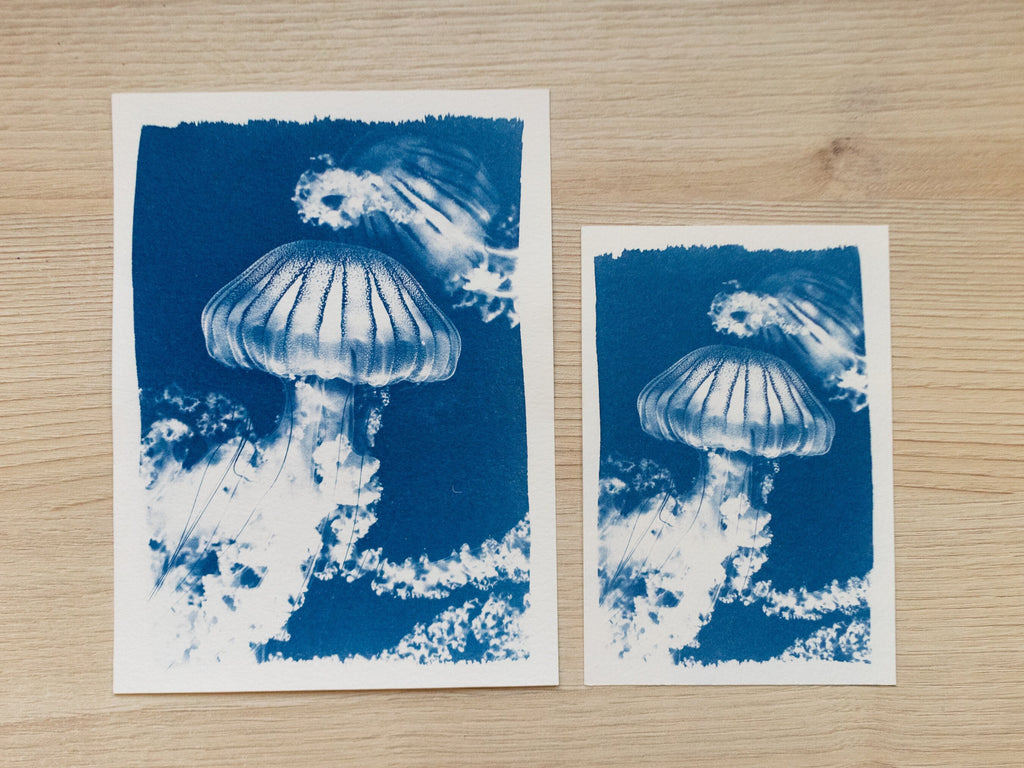 jellyfish cyanotype print