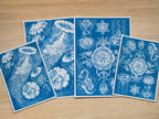 jellyfish cyanotype prints