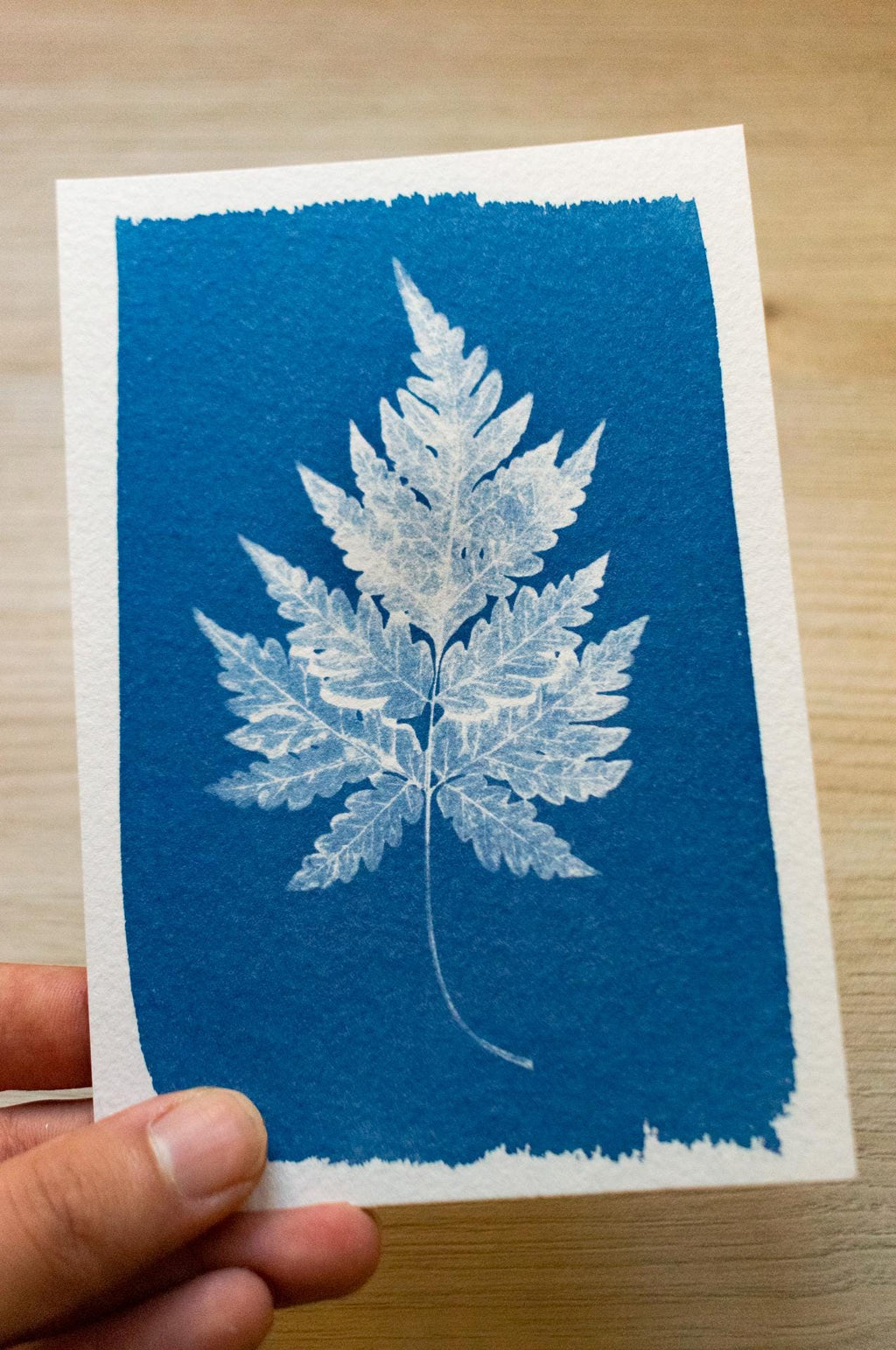 leaf cyanotype art