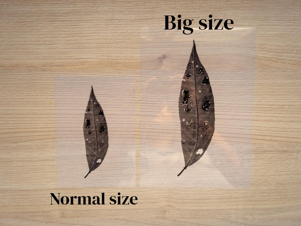 leaf cyanotype stencils for cyanotype