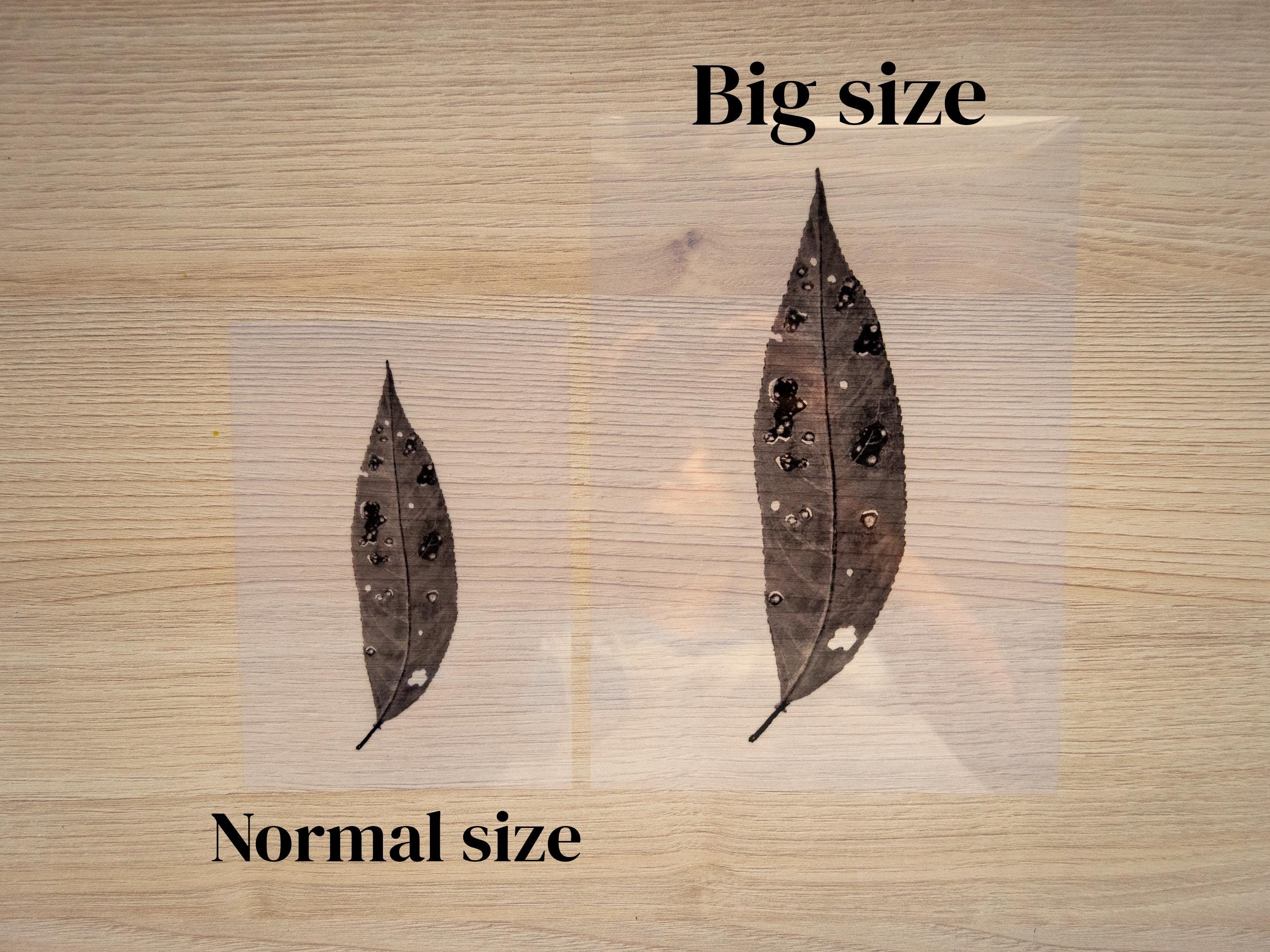 leaf cyanotype stencils for cyanotype