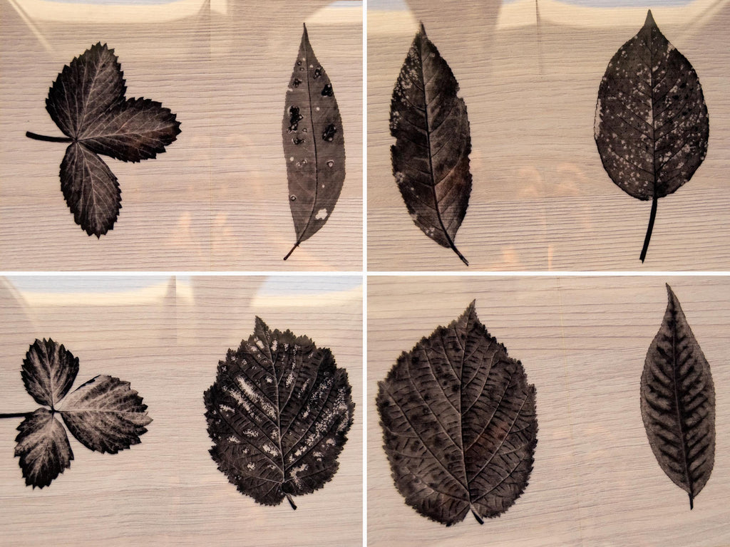 leaves cyanotype stencils for cyanotype