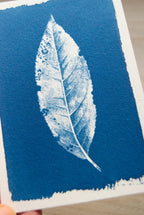 leaves for cyanotype printing