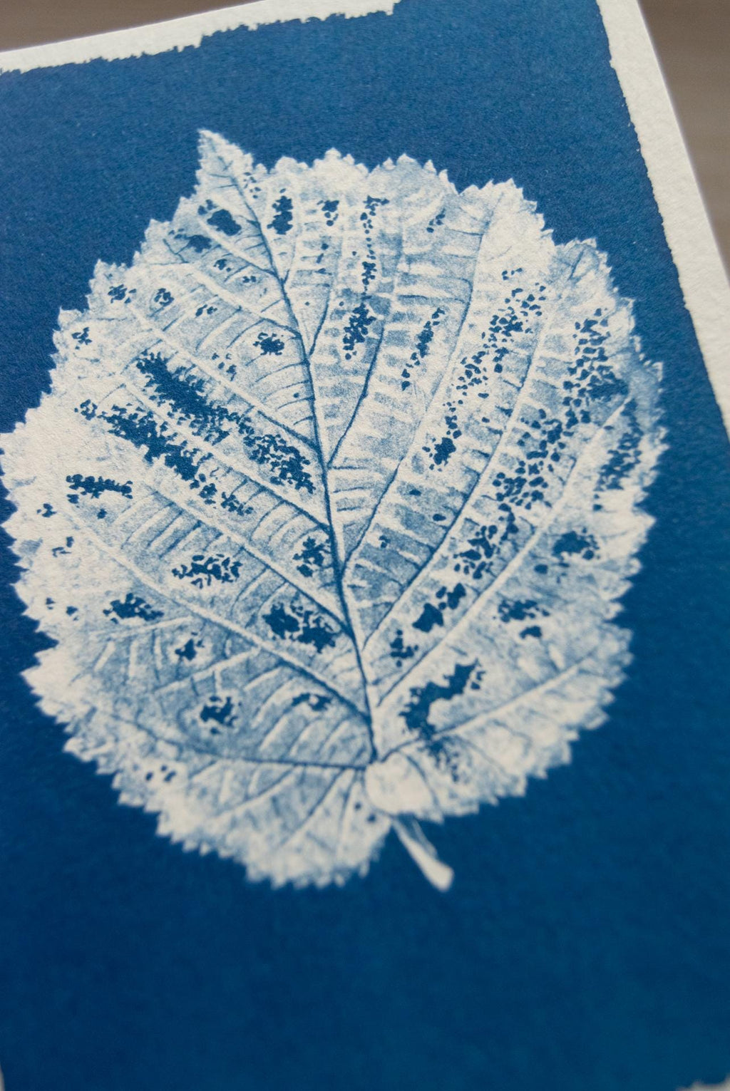 leaves for solar printing