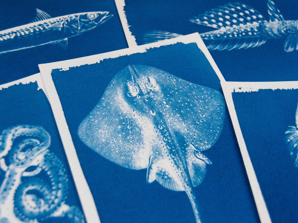 manta ray cyanotype print