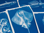 manta ray cyanotype print