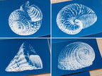 marine animals cyanotype negatives