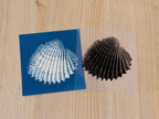 marine shell cyanotype print with stencil