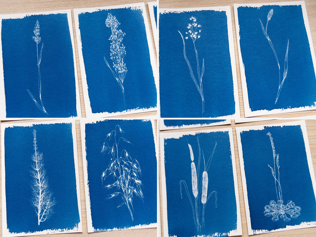 minimalist botanical cyanotype print