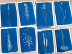 minimalist botanical cyanotype print