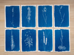 minimalist flower cyanotype prints