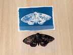 moth art