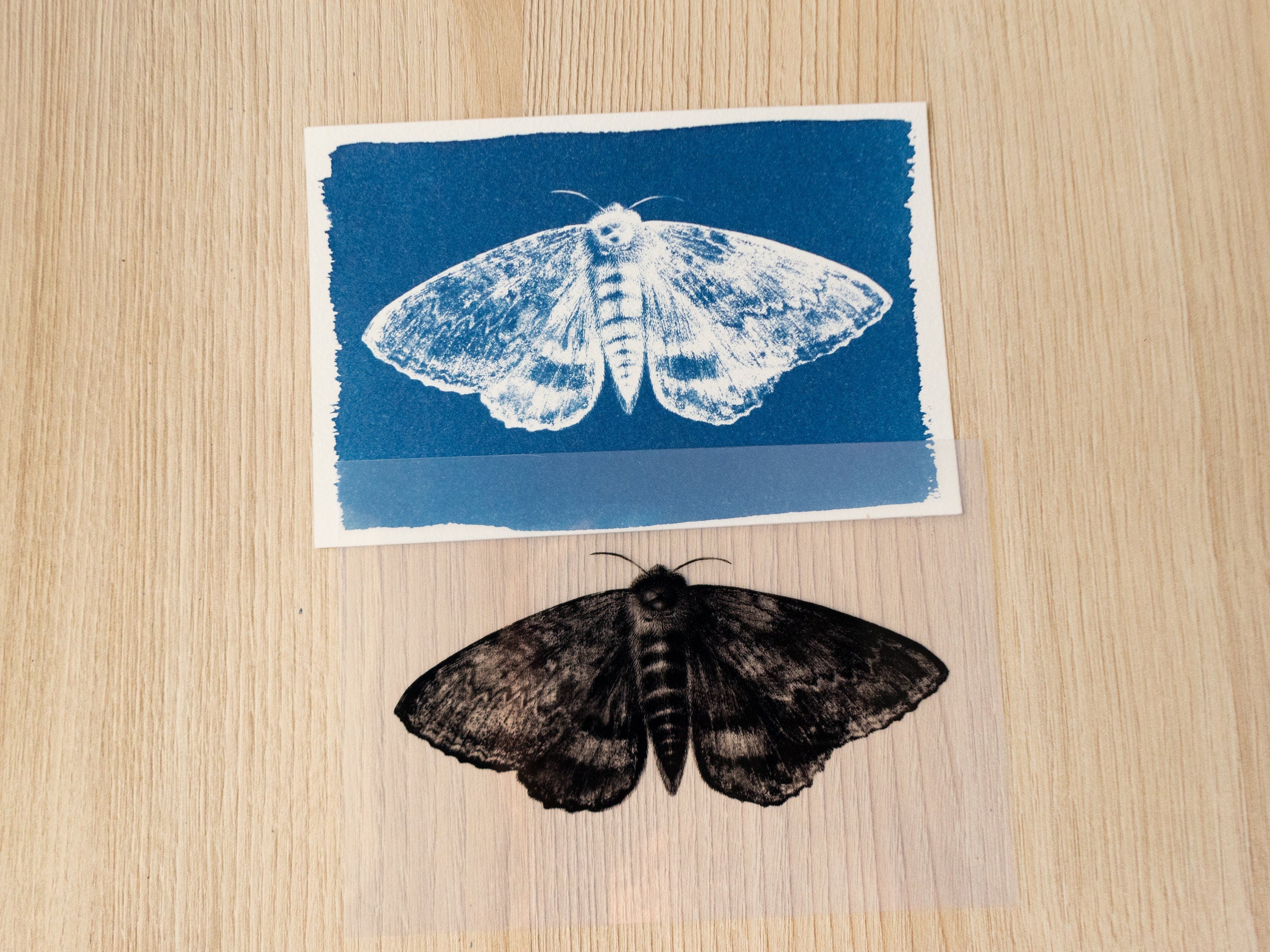 moth art