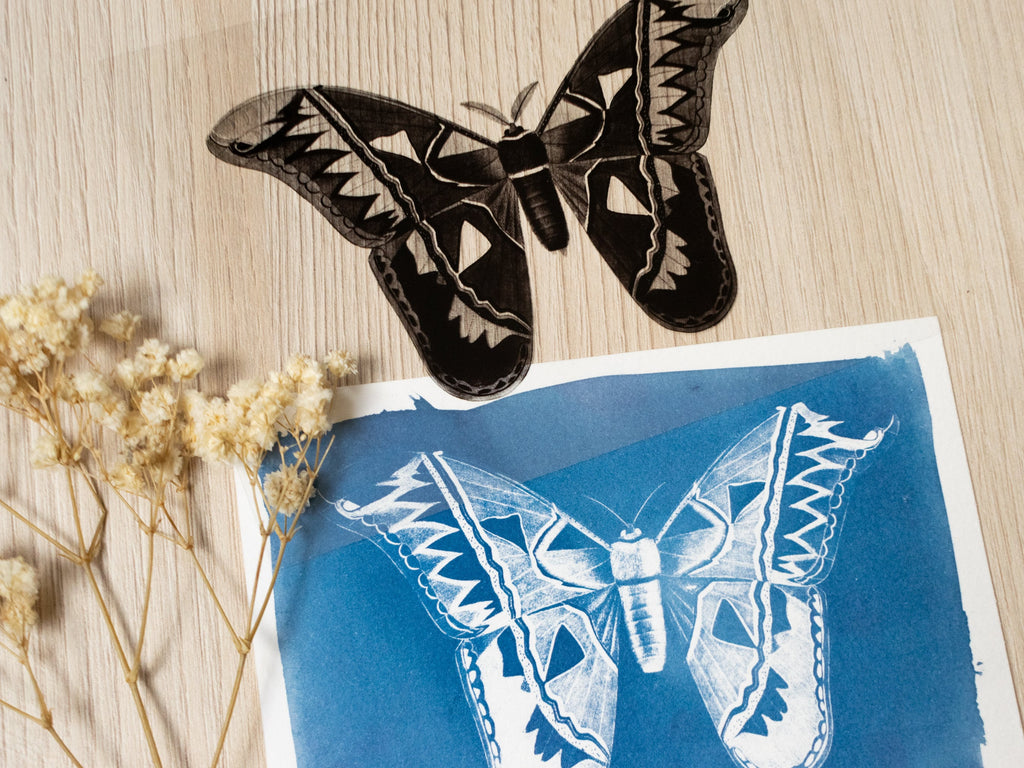 moth cyanotype print