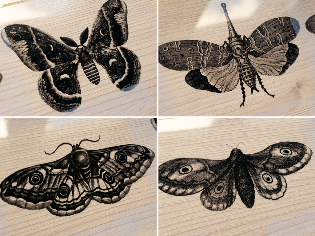 moth cyanotype stencils for cyanotype 