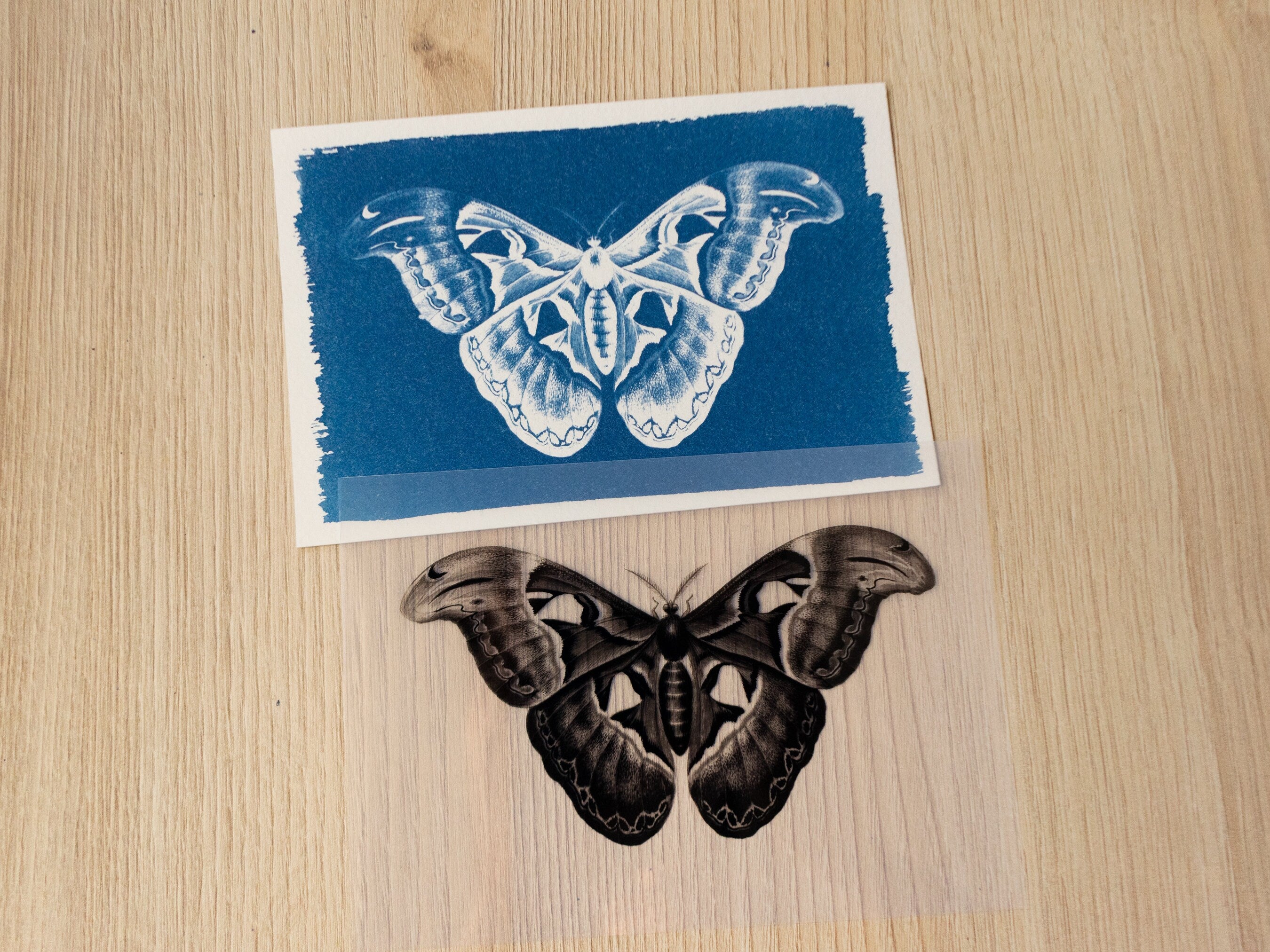 moths cyanotype art with negatives