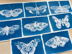 moths cyanotype print