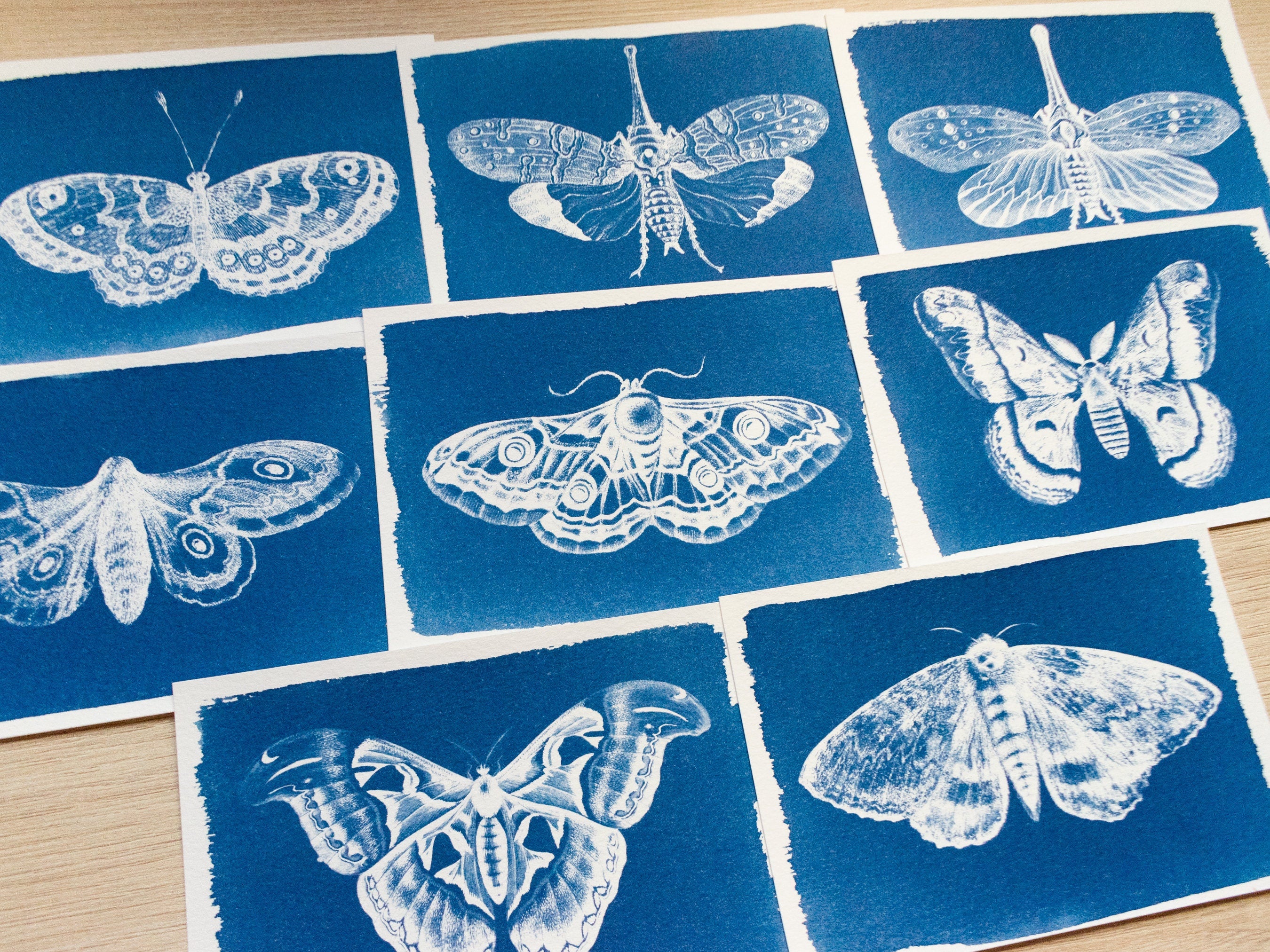 moths cyanotype print