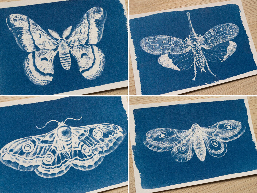 moths cyanotype print made with negatives