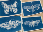 moths cyanotype print made with negatives