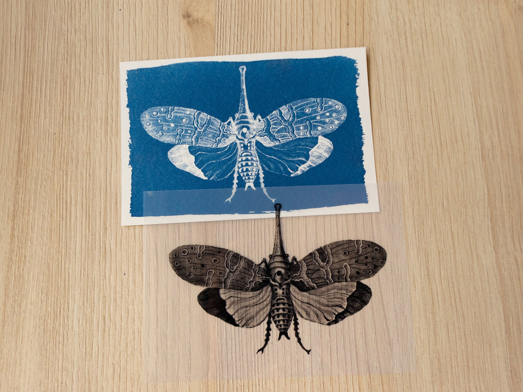 moths cyanotype print with stencils