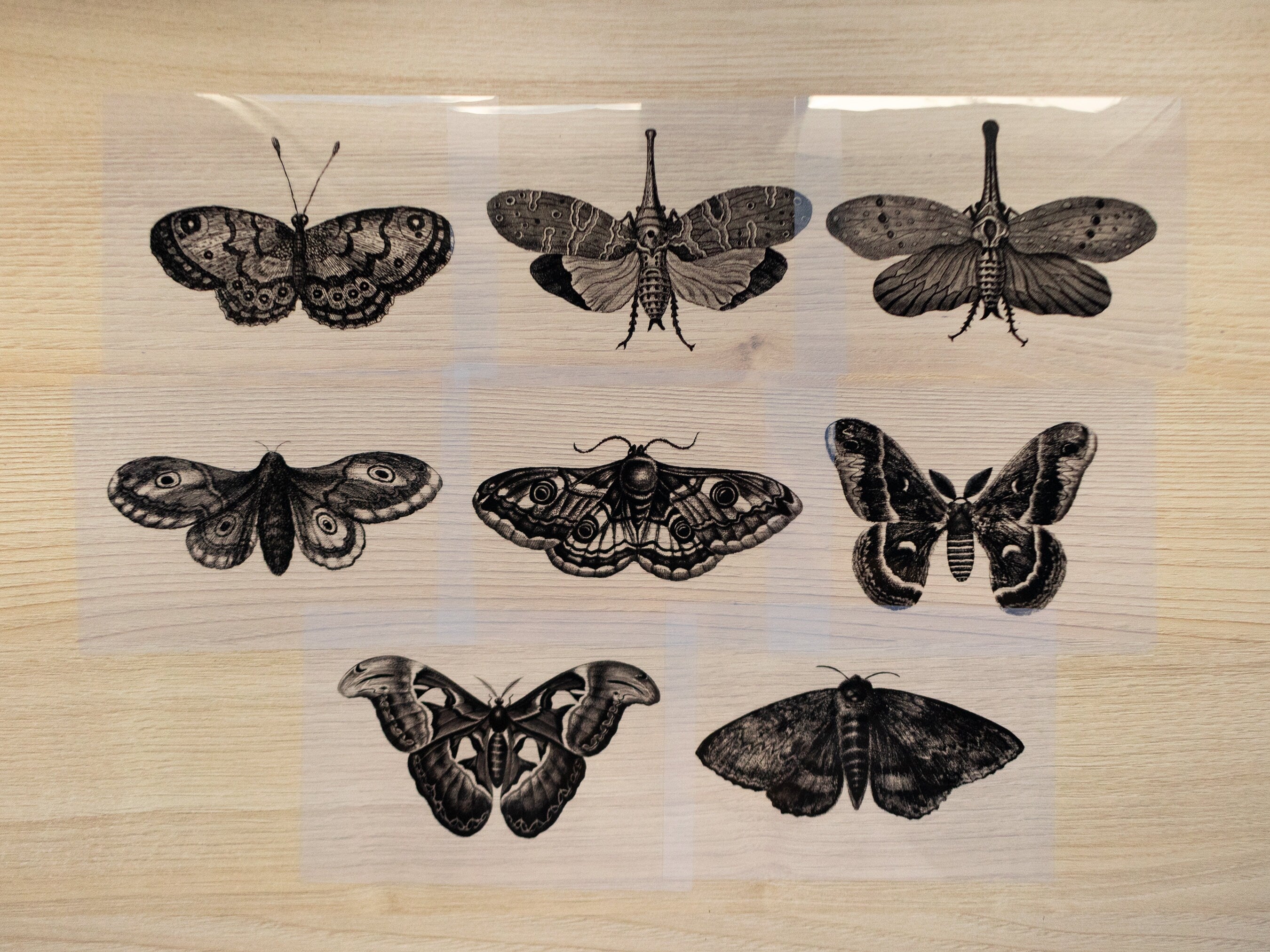 moths cyanotype stencils for solar printing