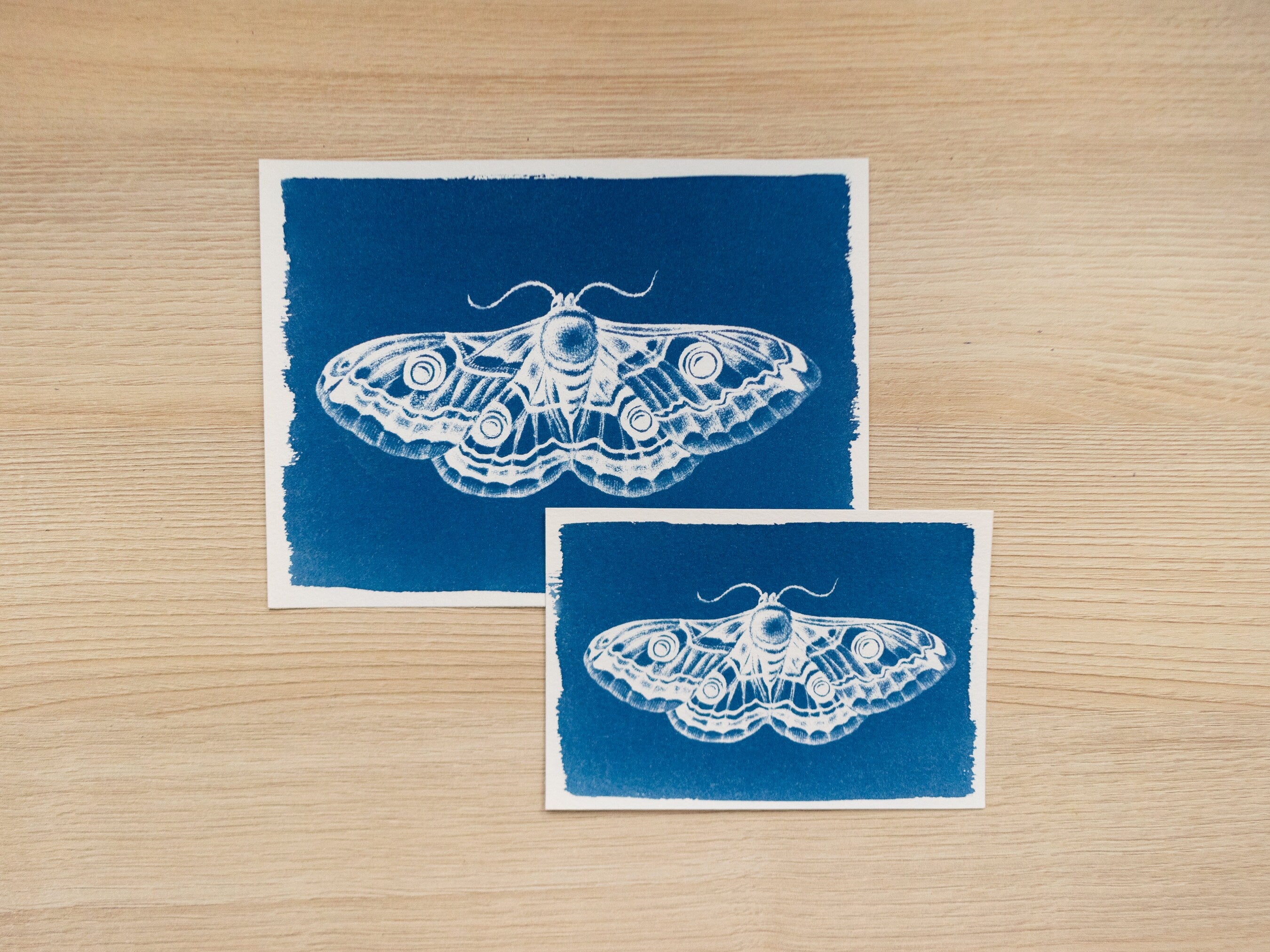 moths solar prints crafts