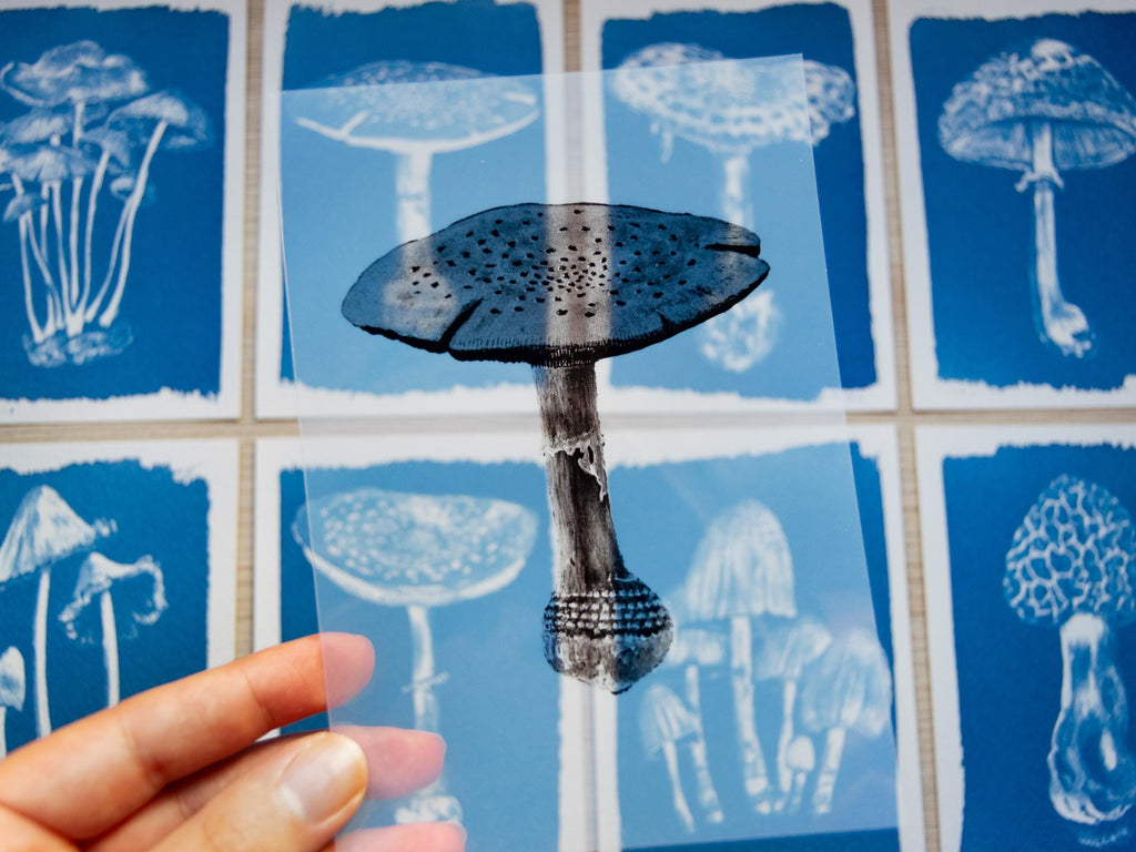 mushroom negative with cyanotype prints