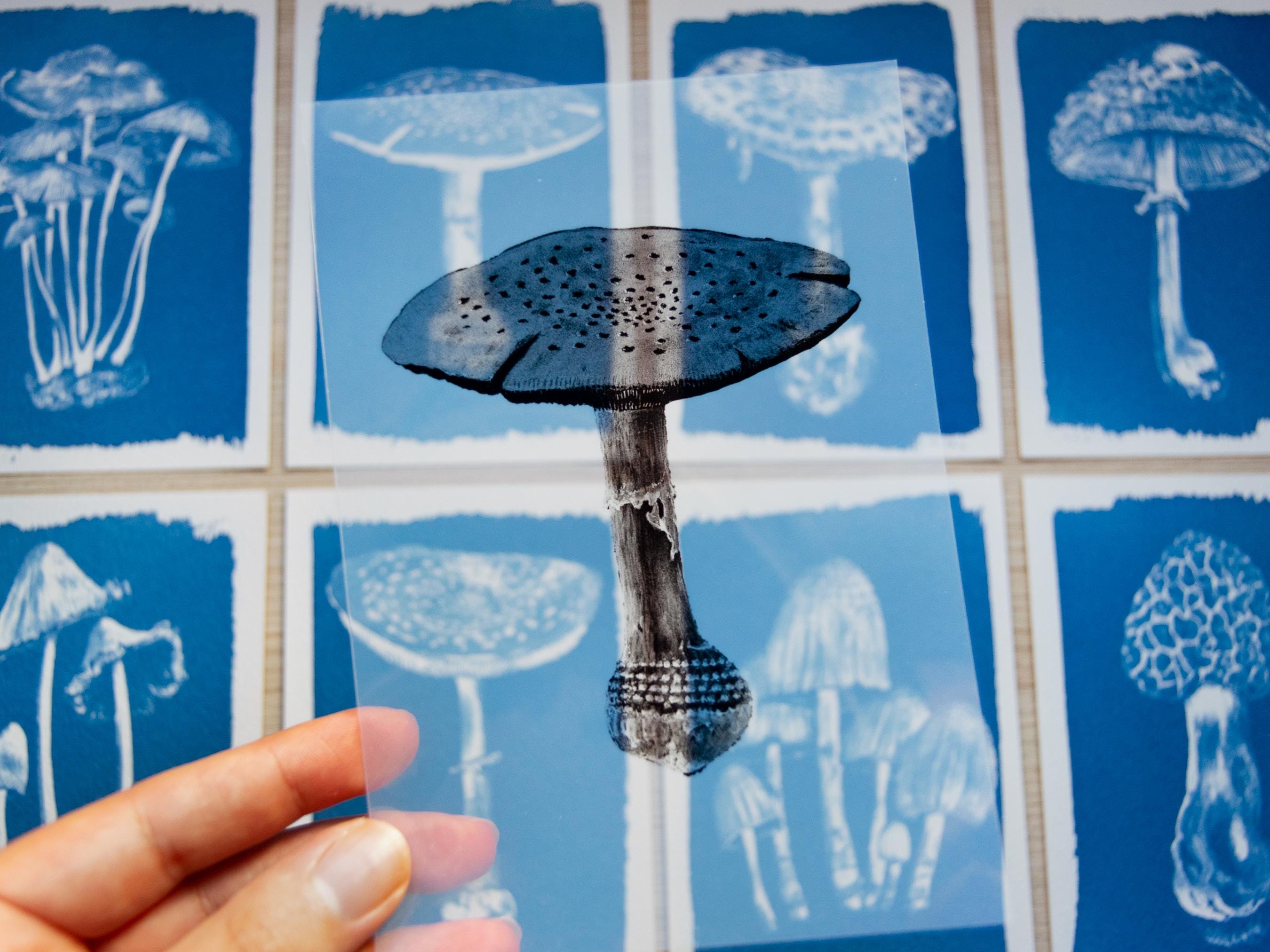 mushroom negative with cyanotype prints