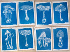 mushrooms cyanotype prints