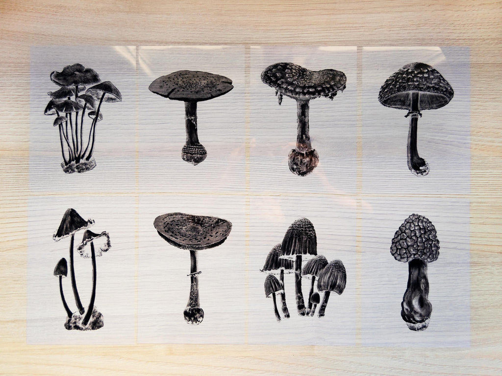mushrooms cyanotype stencils