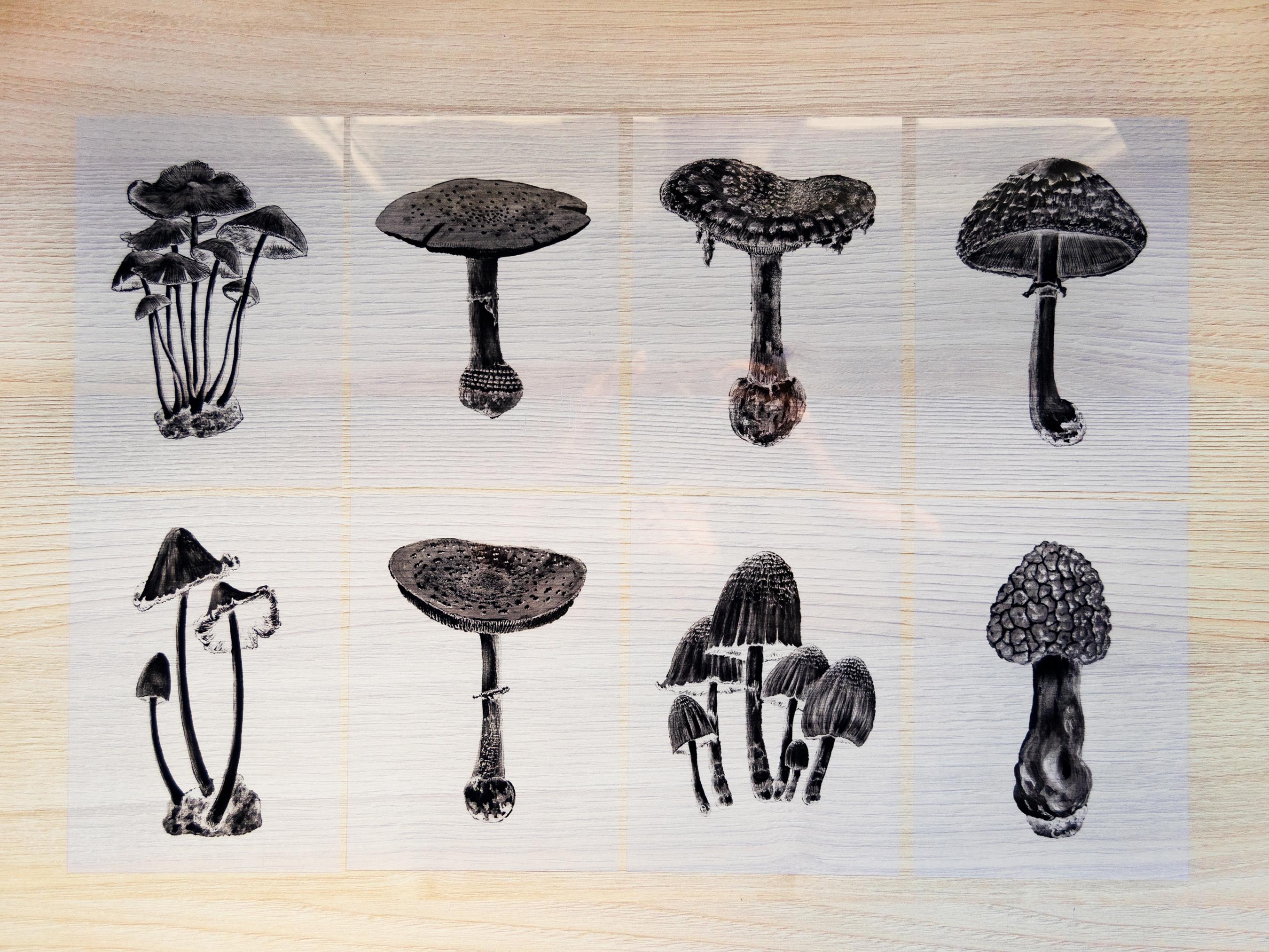 mushrooms cyanotype stencils