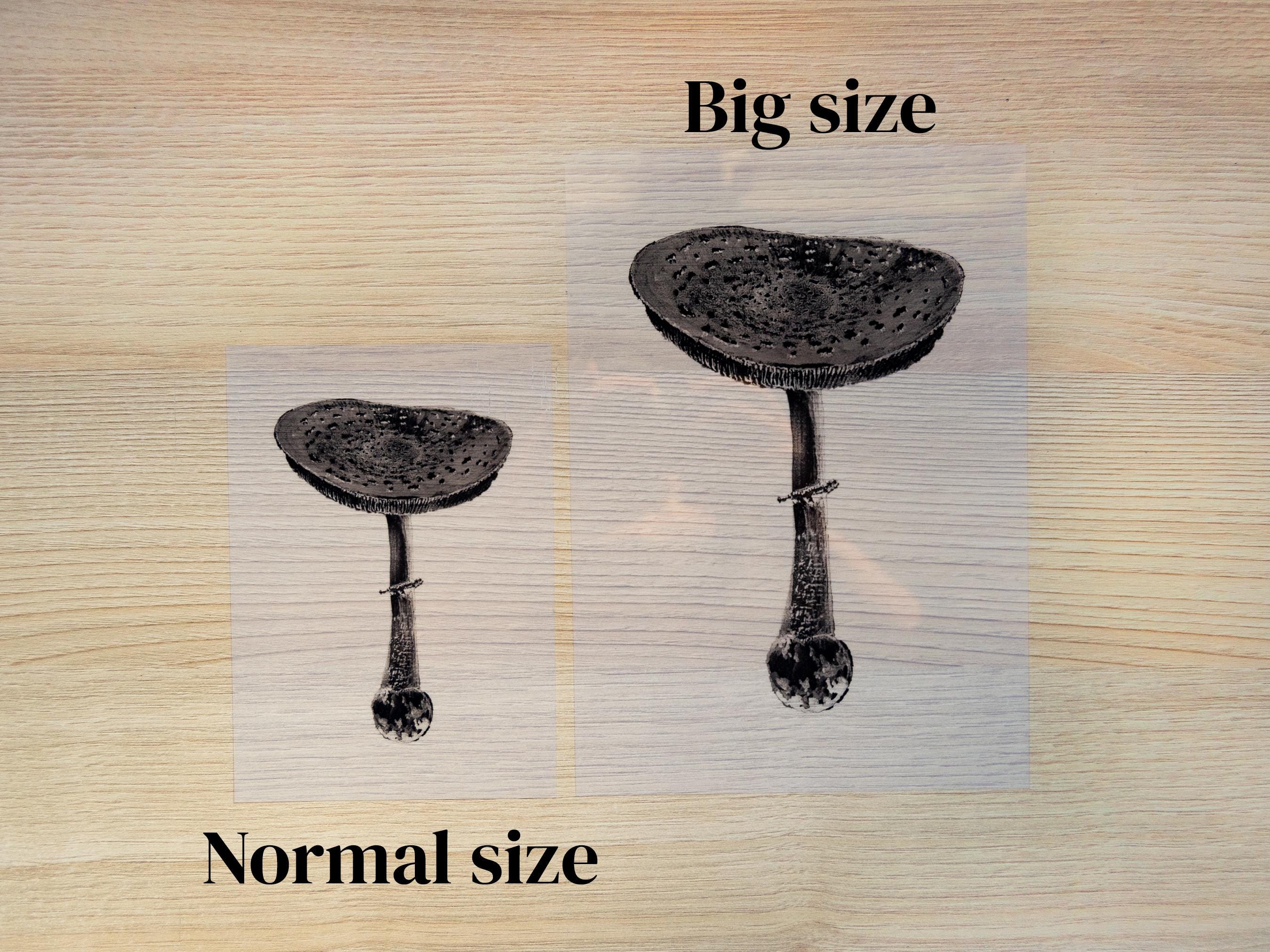 mushrooms cyanotype stencils for solar printing