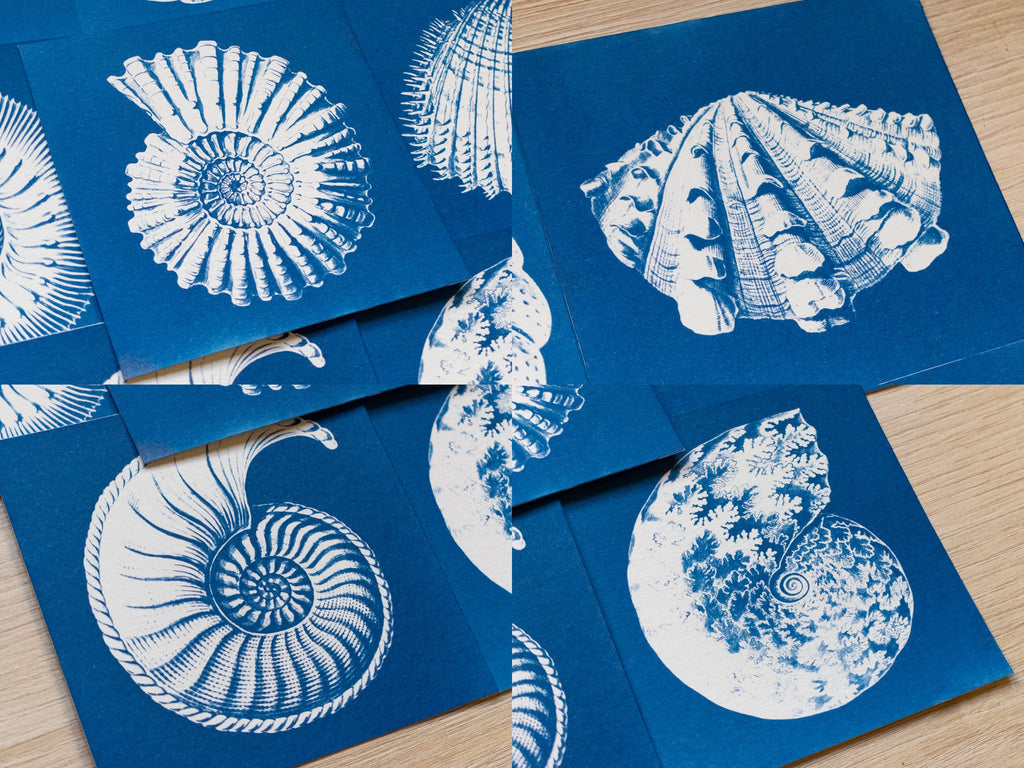 nautilus cyanotype art