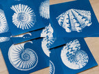 nautilus cyanotype art