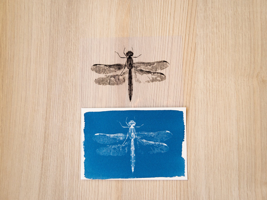 negatives for cyanotype to make prints