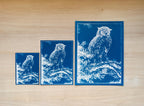 owl cyanotype prints