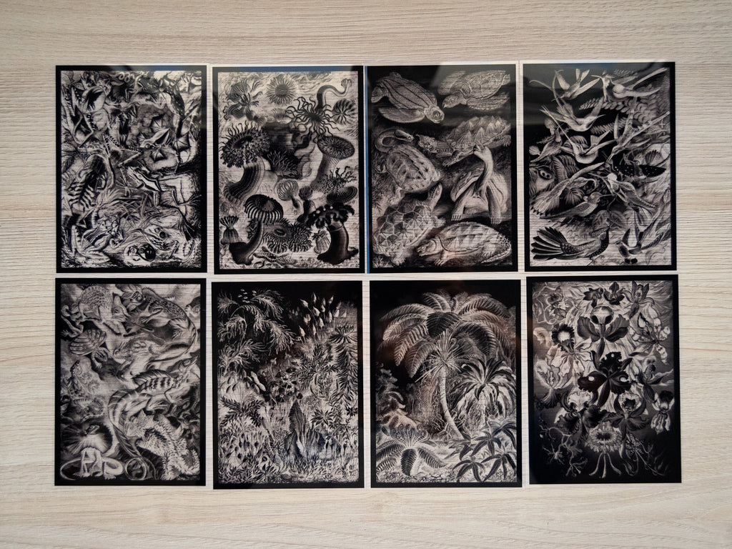 palm tree cyanotype negatives