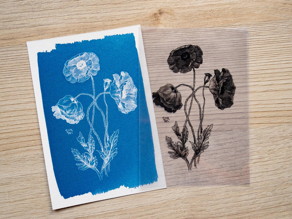 poppy cyanotype art