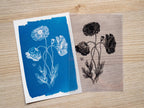 poppy cyanotype art