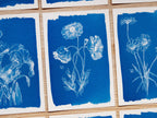 poppy cyanotype print