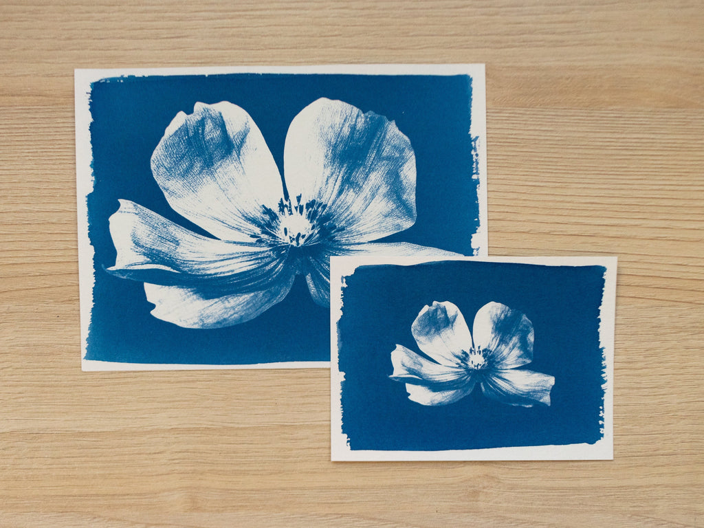 pressed flower cyanotype art