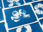 pressed flowers cyanotype print
