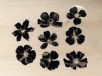 pressed flowers stencils for cyanotype