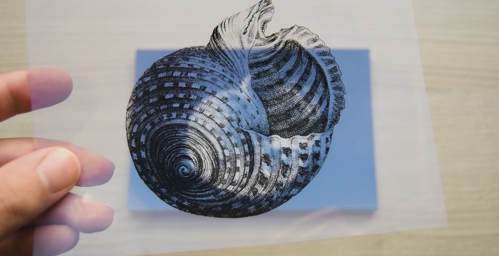 sea shells cyanotype stencils