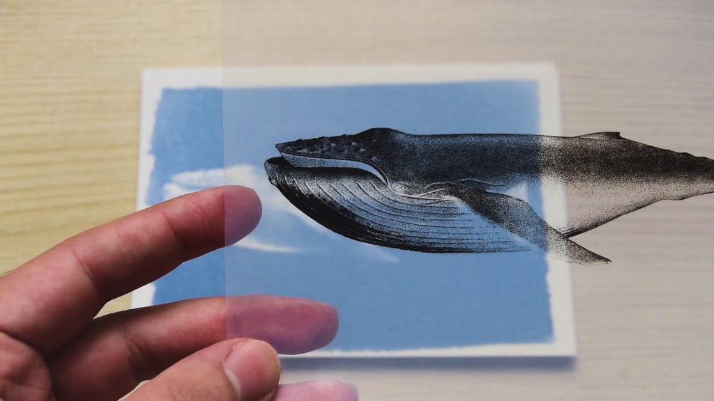 Whales Cyanotype Stencil Set