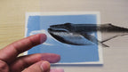Whales Cyanotype Stencil Set