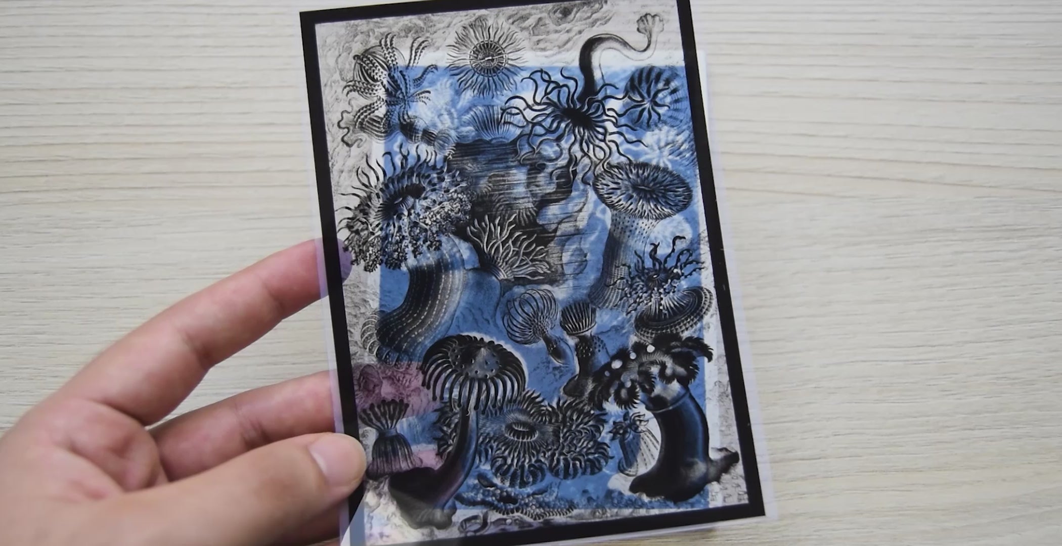 Plants and Animals Cyanotype Stencil Set